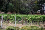 DSC_1015.jpg