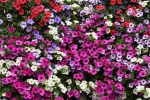 DSC_1207.jpg