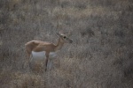 DSC_1516.jpg