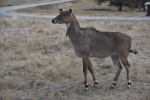 DSC_1525.jpg