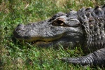 DSC_1663.jpg