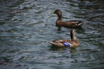 DSC_1671.jpg